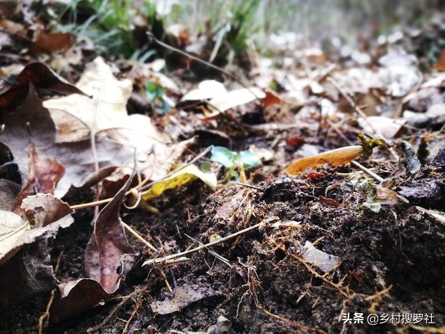 兰花最实用的肥料君子兰,兰花常用肥料有哪些