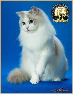 布偶猫的价格适合新手养,布偶猫买什么价格好养