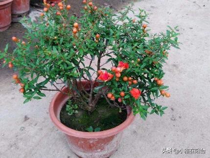 盆栽石榴怎么养视频,石榴盆栽的6个技巧
