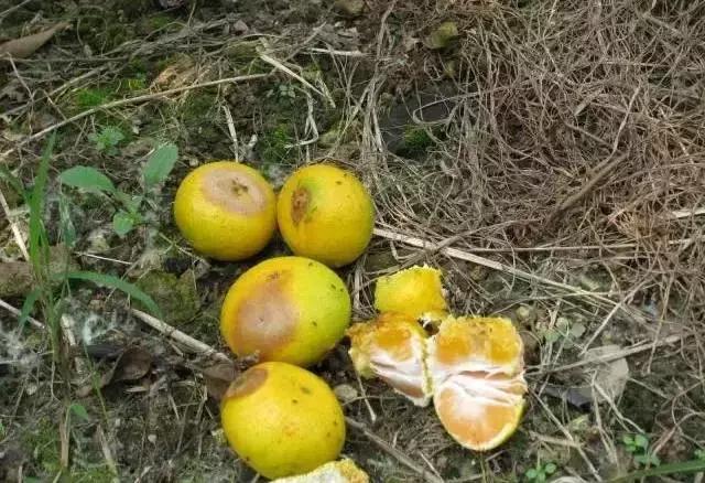 果树大量生虫子怎么办,防止果树生虫子小妙招