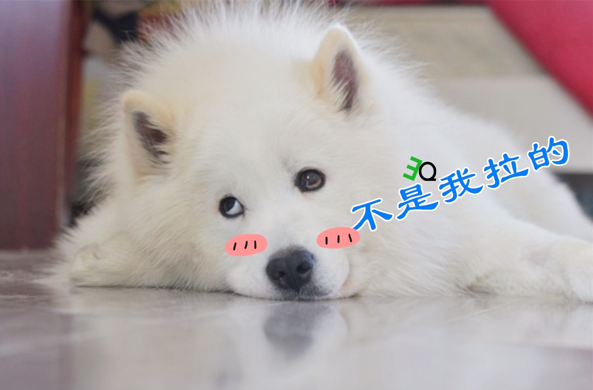 狗狗在家里随地大小便怎么办,下雨天狗狗不在家里大小便怎么办