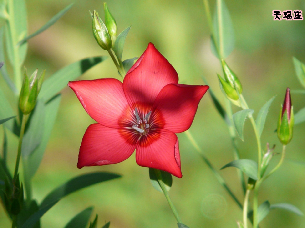 最美星座天秤天蝎座,12星座里的天秤座和天蝎座谁最美