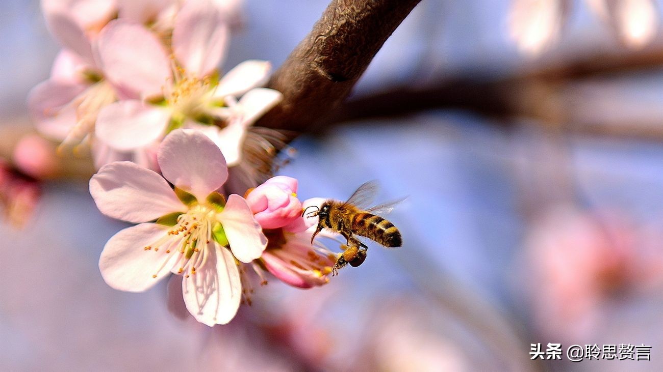 蜜蜂诗句赏析100首,蜜蜂诗精选一首