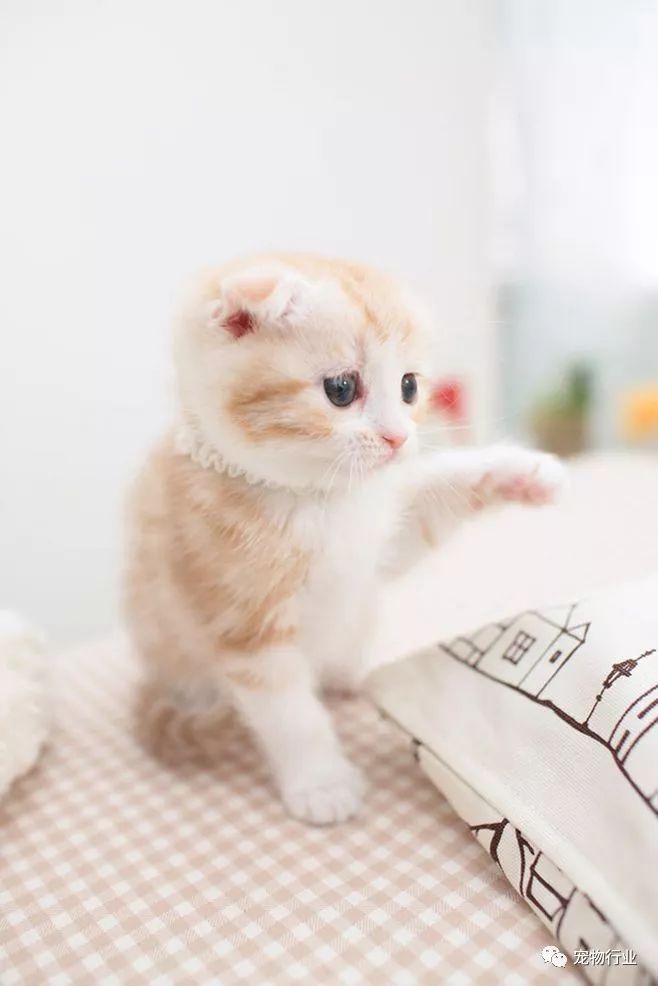 猫中枢神经受损恢复的10个征兆,猫神经受损怎么引起的呢怎么治疗