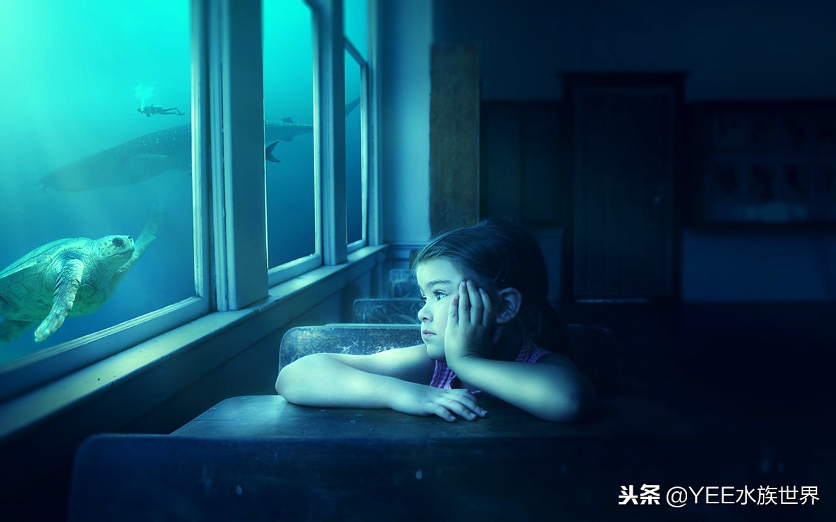 新手养龟误区看看你中了几个,新手养龟容易遇到的问题怎样处理