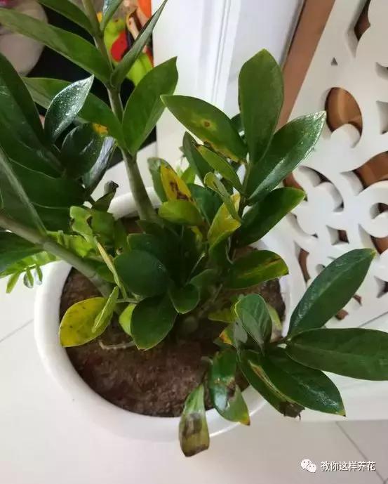 家里三种最旺财的花卉,家里招财旺宅的花