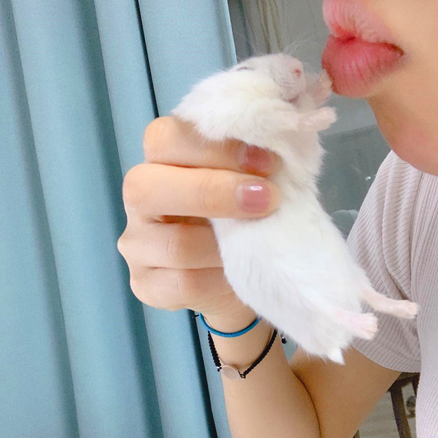 仓鼠亲近主人的征兆,仓鼠被主人舔了一口