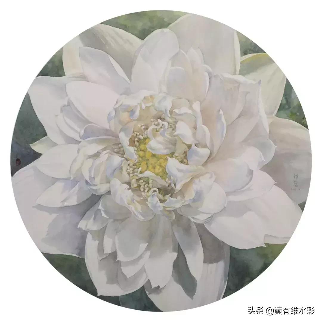 小清新水彩画玫瑰花,水彩画雨中玫瑰
