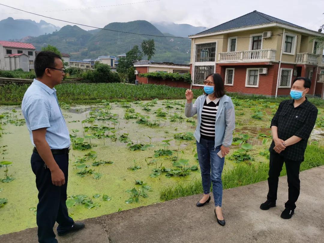 保康:大柳树下的“扶贫故事”