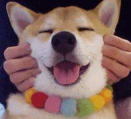 狗狗有哪些表现说明被你养熟了,狗狗有这些现象是把你当父母了