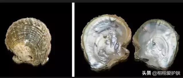 珍珠粉美白的原理,珍珠粉可以美白淡斑吗