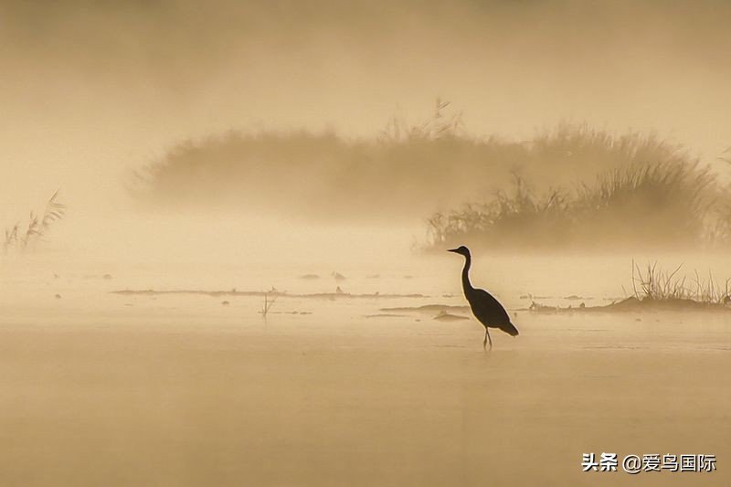 鸟类最好看的照片,100张绝美鸟类图片