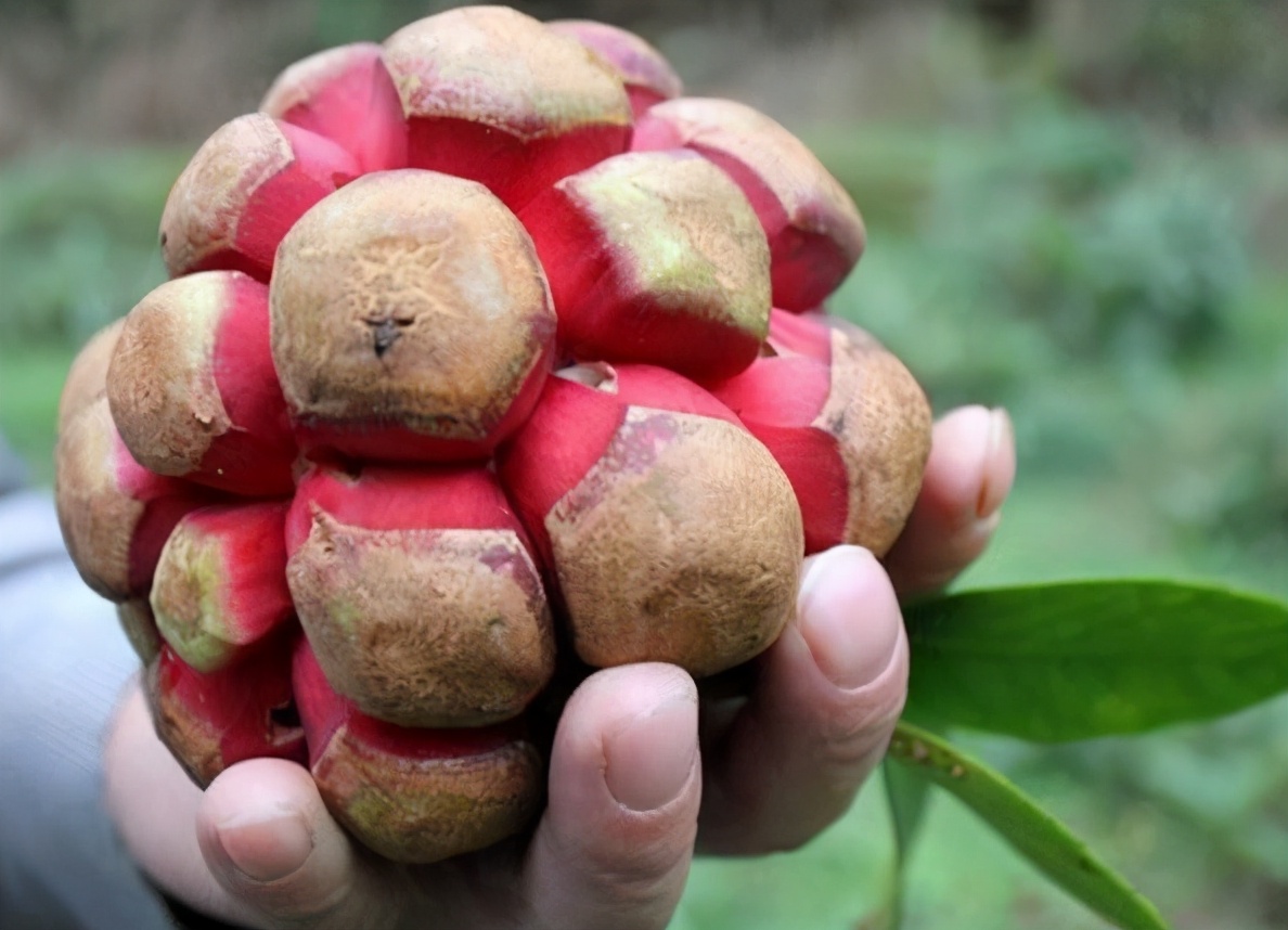 长得像超大荔枝是什么品种,像荔枝但是很大的水果