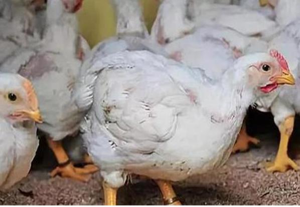 怎样养肉鸡只长肉不长膘,肉鸡不吃料行动缓慢