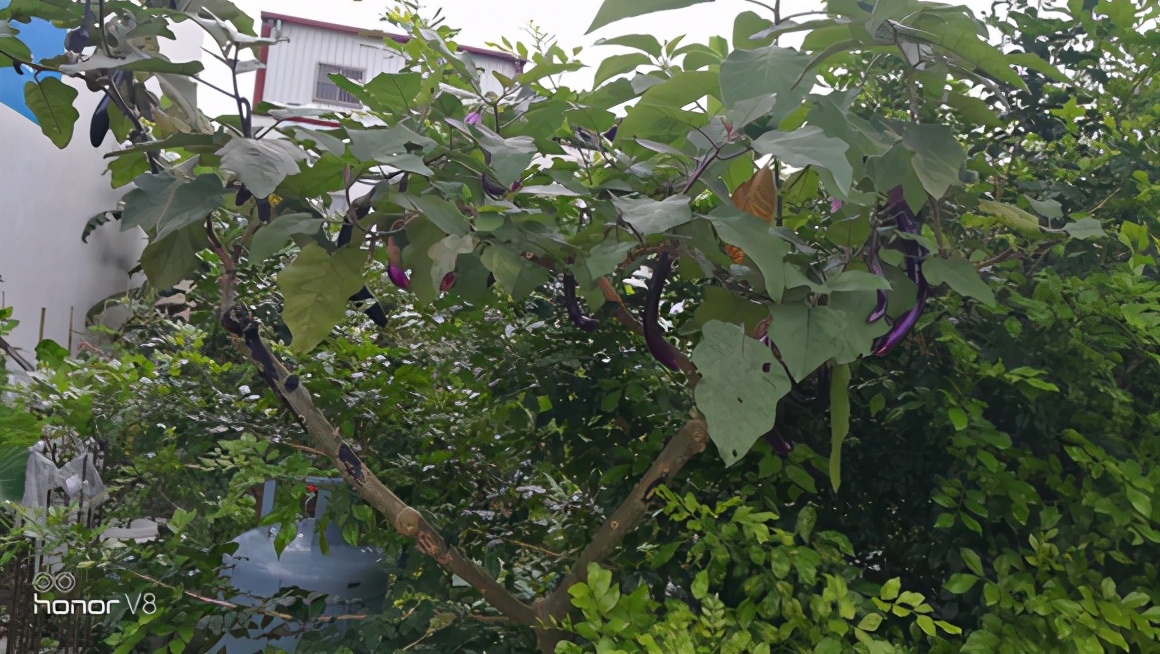 台湾野柳地质公园,台湾野柳地质公园属于海蚀地貌