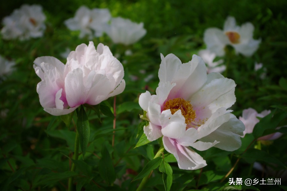 芍药花开的季节等你欣赏,芍药花开如诗如画