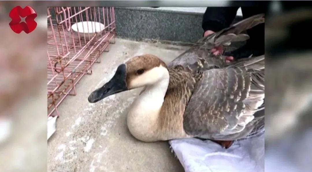 农村发现一只怪鸟,山西发现野生鸟