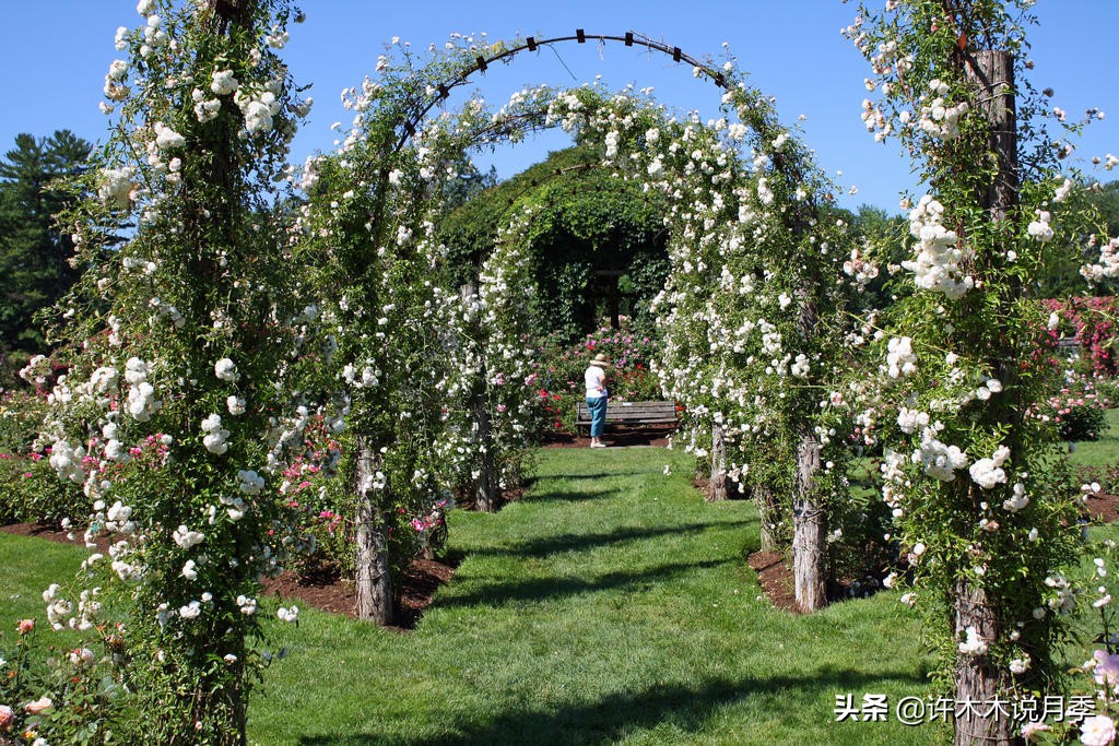 最好种植的藤本月季，种下一颗小苗，收获一片花海