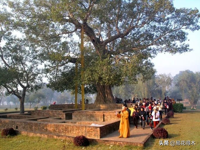 佛教为什么有五树六花,佛教中的五树六花图片