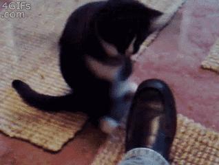 猫猫为什么总把脚放我脸上,为什么猫猫喜欢把头埋在臂弯