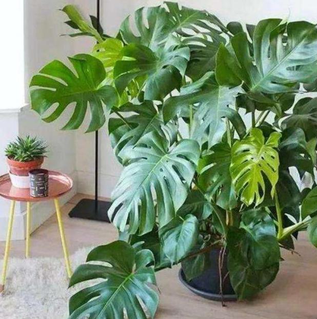 盆栽用什么土不烂根,盆栽土板结用什么水