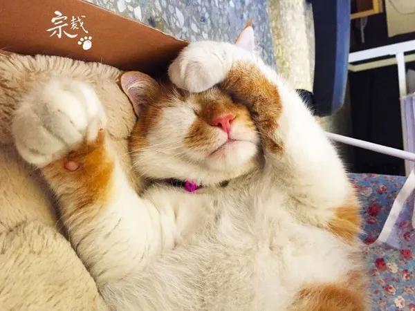 养猫会给家庭带来快乐,养猫会给人带来的好运