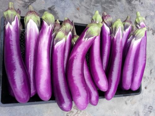 茄子怎么种才能结的又多又大 (茄子怎么种才结的多)