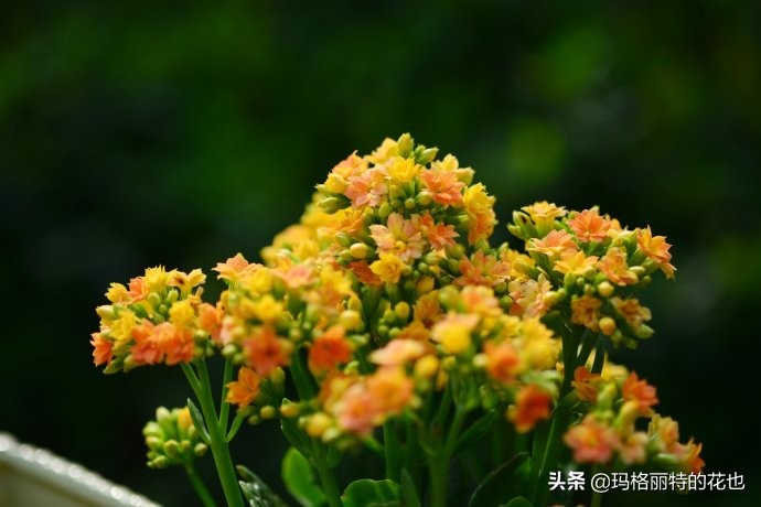 过年买点花,过年了买点什么花草