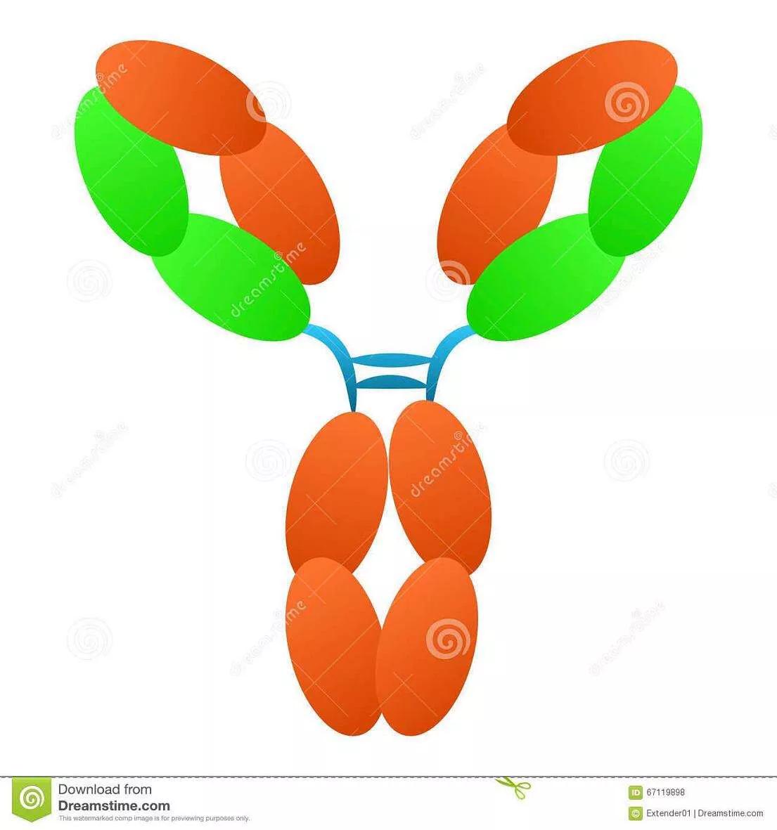 人免疫缺陷病毒抗体检测意义,免疫球蛋白会影响艾滋病检测吗