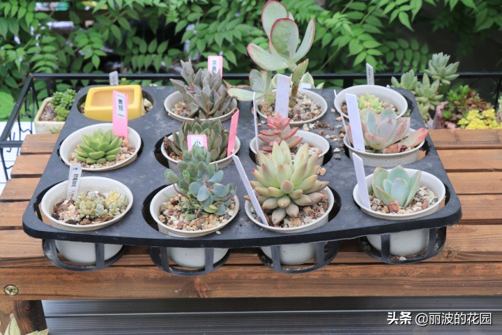 普通多肉怎么选花盆种植,初学者种植多肉技巧