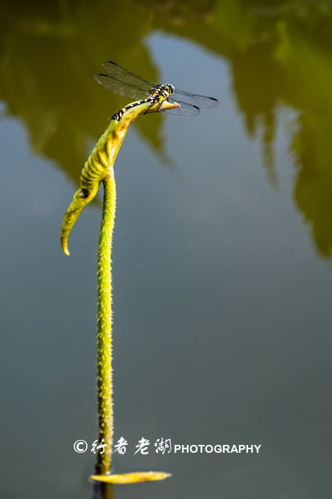 最美荷花展深圳,深圳最美荷花
