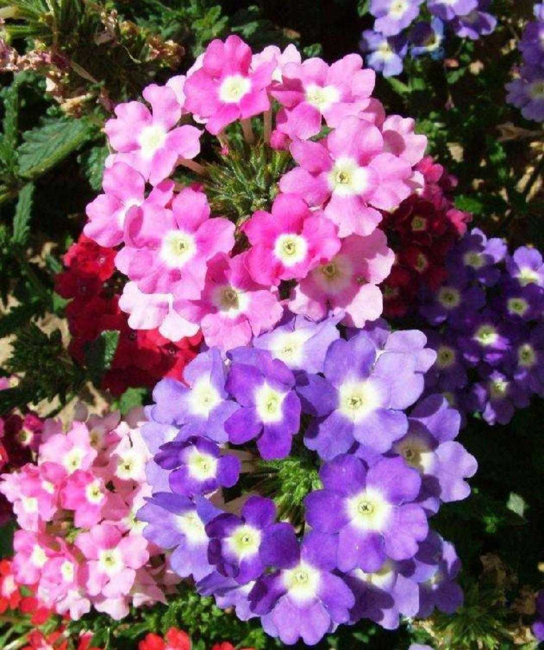 植物百科纪录片,植物百科扫码