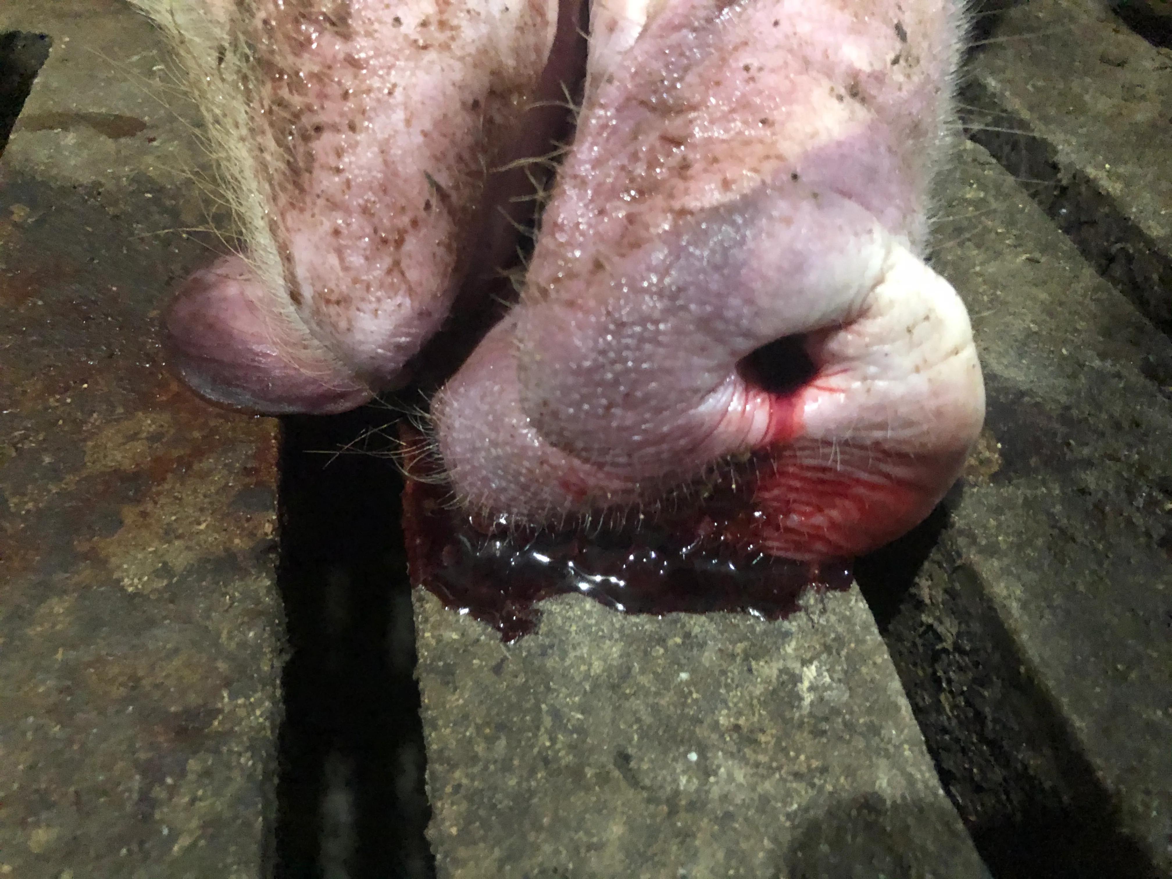 育肥猪常见的病有哪些,育肥猪尖叫死亡是什么病