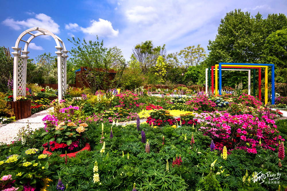 上海国际花展一览表,上海国际花展一览