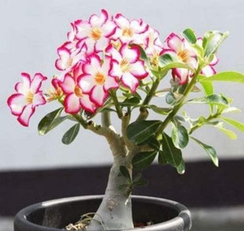 沙漠玫瑰叶片越来越大,沙漠玫瑰长得又细又高