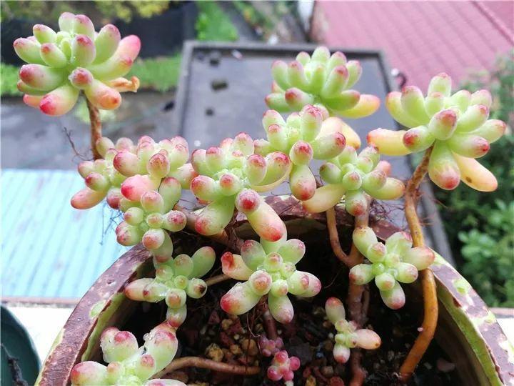 什么多肉夏天也可以继续生长,教你十大多肉养护技巧