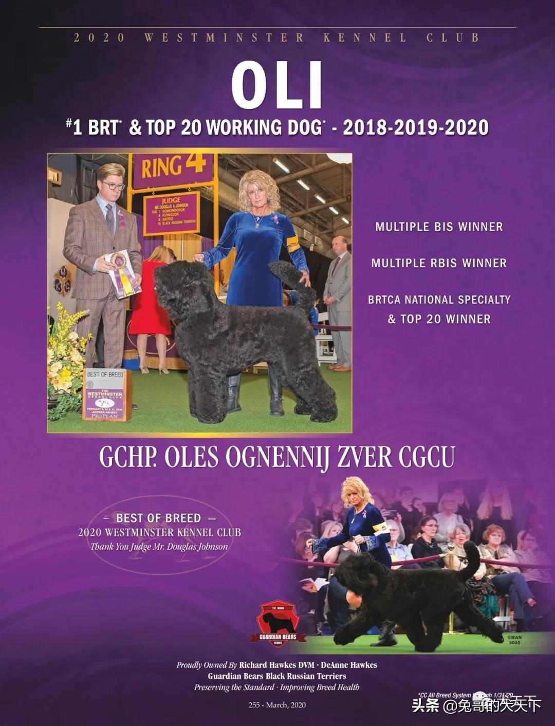 akc柴犬,2022年美国akc犬展冠军