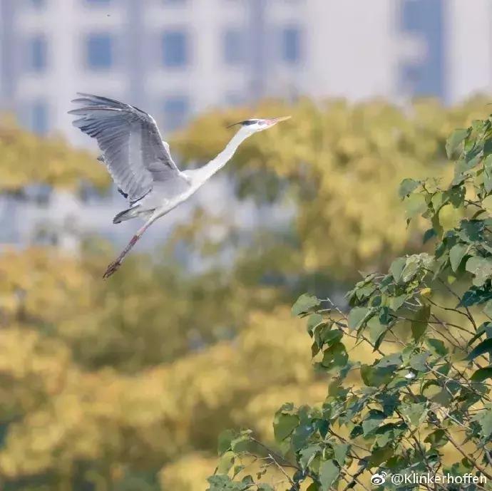 广州地铁旅游打卡攻略,广州适合春游的免费景点