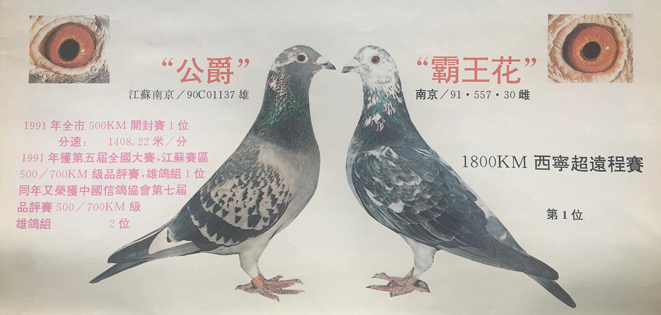 种鸽配对方法及注意事项,各种优秀种鸽的配对图