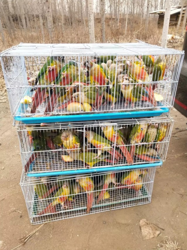 带鹦鹉出去需要准备一些什么,宠物托运护宠攻略