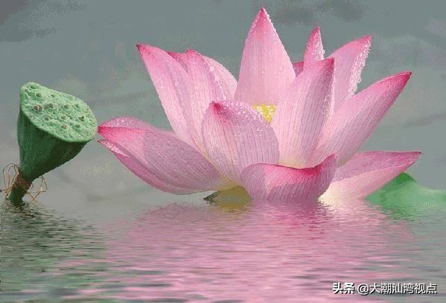 各市市花是哪些花呢,市花大全及其意义