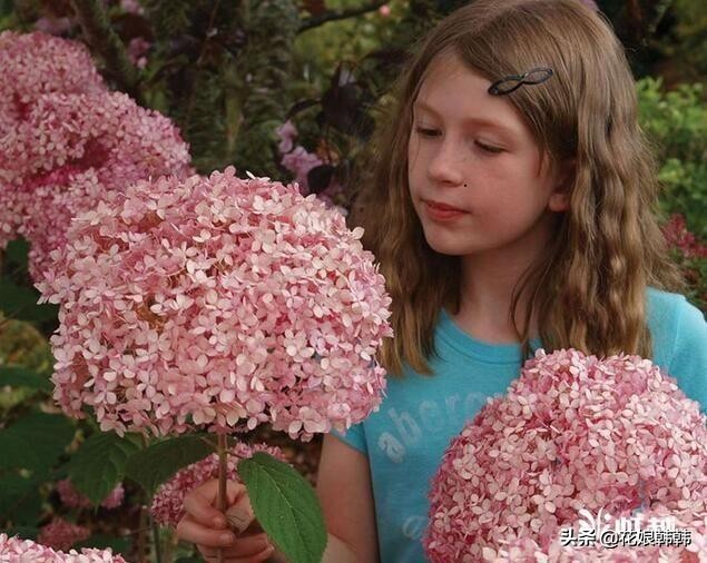 绣球怎么修剪才好,绣球的正确修剪方法