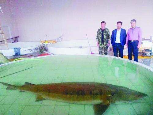 渔民意外捕获300斤达氏鳇,达氏鳇到底生活在哪里