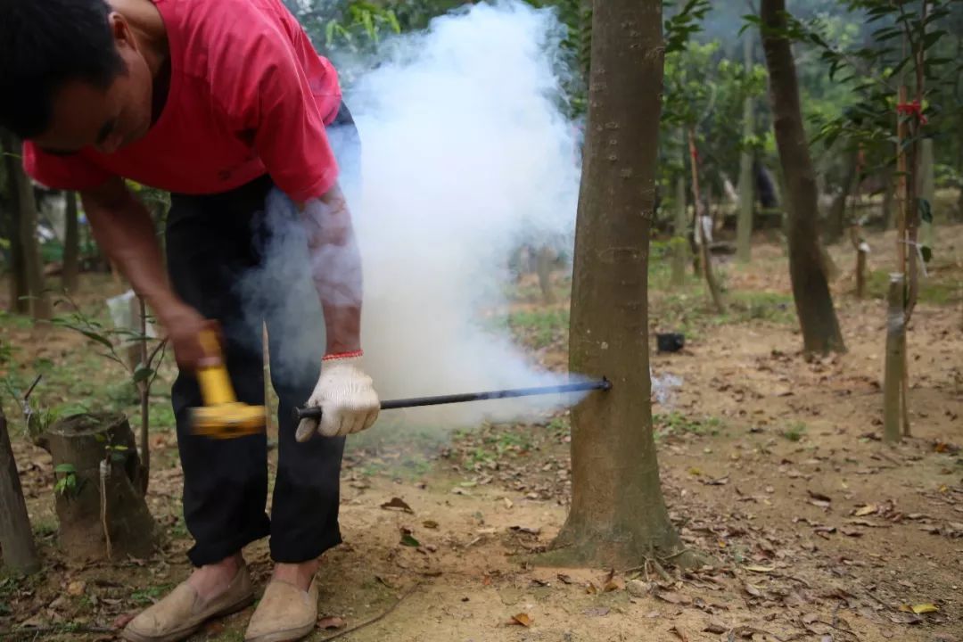 身价过亿的沉香种植小伙子,小伙投资五百万种300亩沉香
