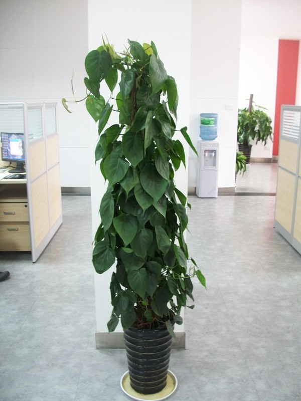 既好养活又长得快便于观察的绿植,叶片可以长很长的绿植