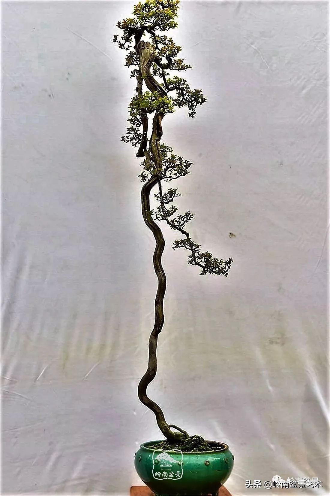 精品雀梅盆景名称,值得收藏的盆景作品欣赏