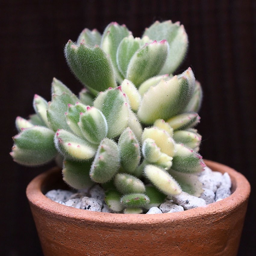 各类萌萌哒小宠,可爱超萌小宠