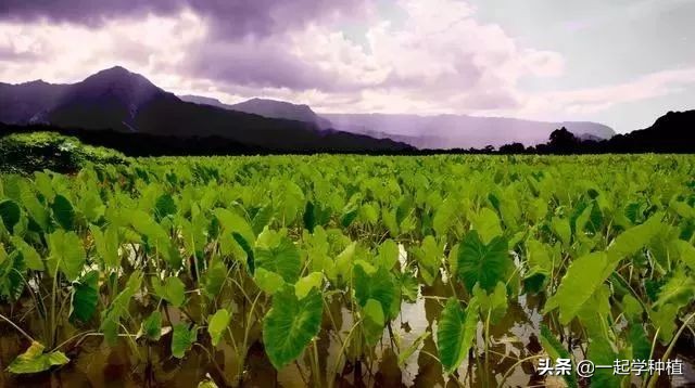 香芋要怎么种植才会产量高,香芋南瓜种植一亩产量