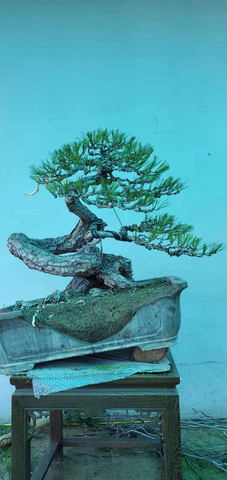 金奖精品黑松盆景 (日本国风展黑松盆景高清图)