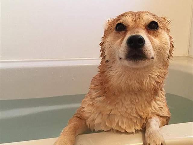 铲屎官给哈士奇洗澡,铲屎官们不能给猫咪做的事情